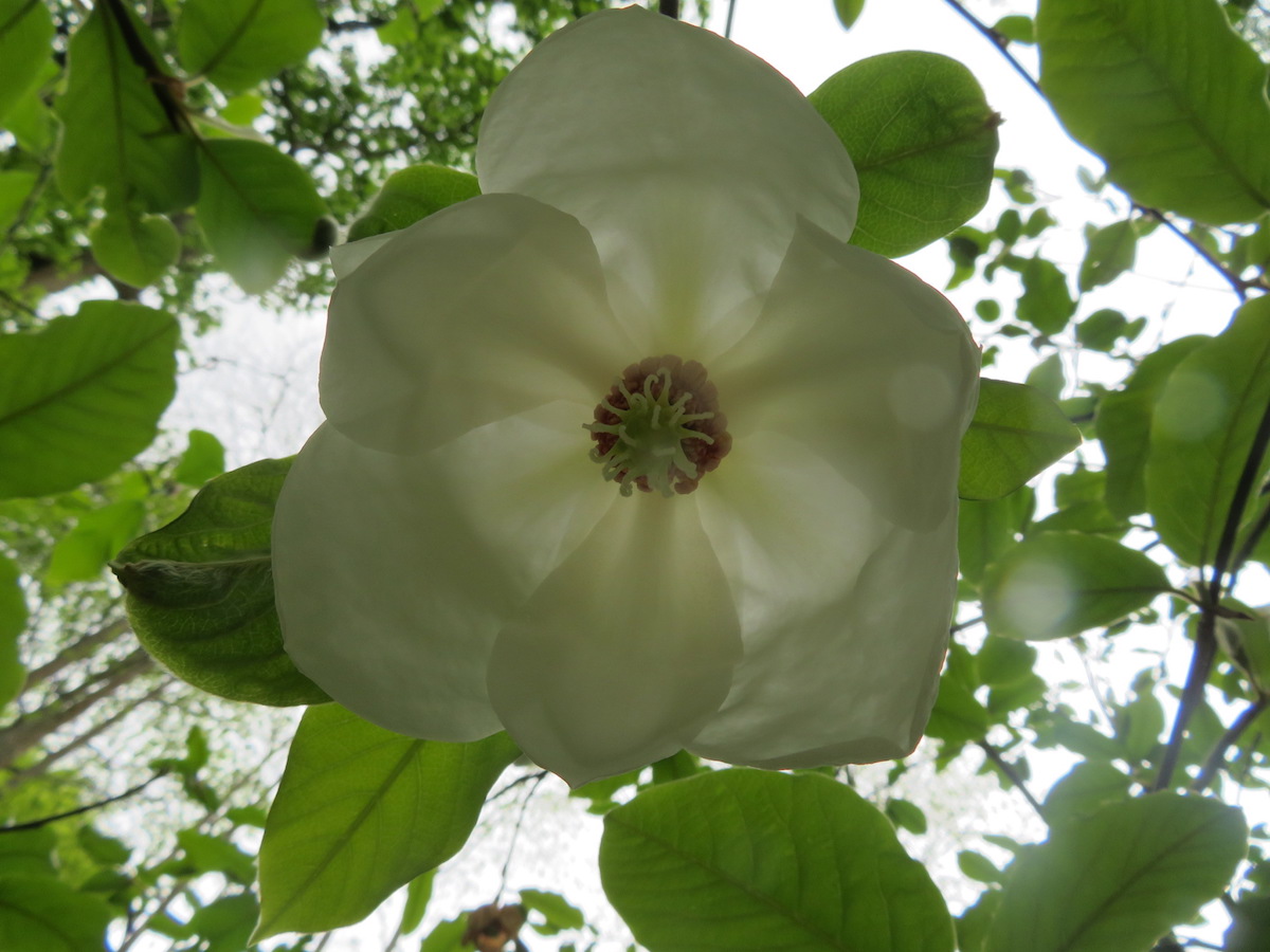 globosa